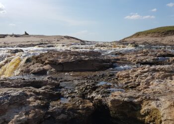 La Reserva Arroyo Zabala y la importancia de proteger los ambientes naturales